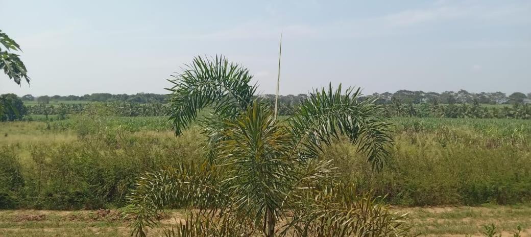Ali Weta Safari Resort Udawalawe Kültér fotó