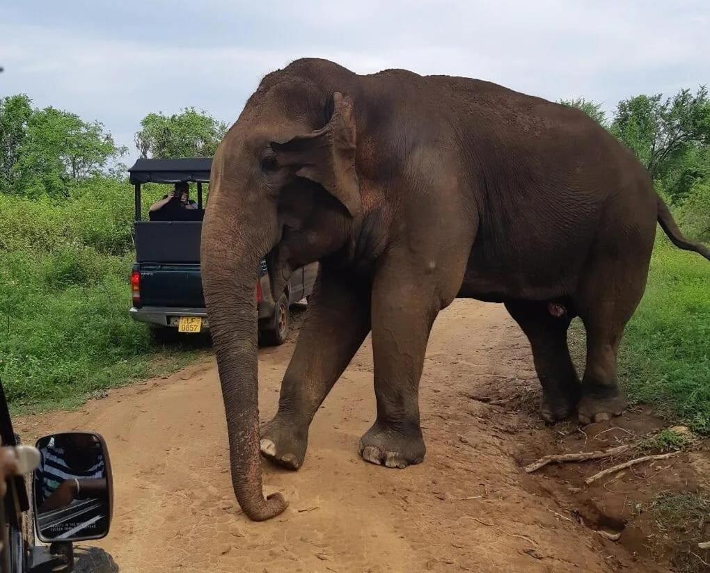 Ali Weta Safari Resort Udawalawe Kültér fotó
